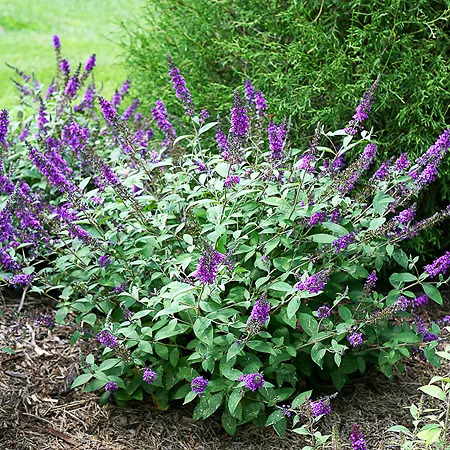 LO & BEHOLD Blue Chip Jr. Butterfly Bush | The Tree Center