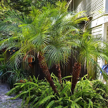 Pygmy Date Palm Trees For Sale Online | The Tree Center