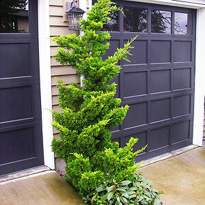 Slender Hinoki Cypress Trees For Sale | The Tree Center