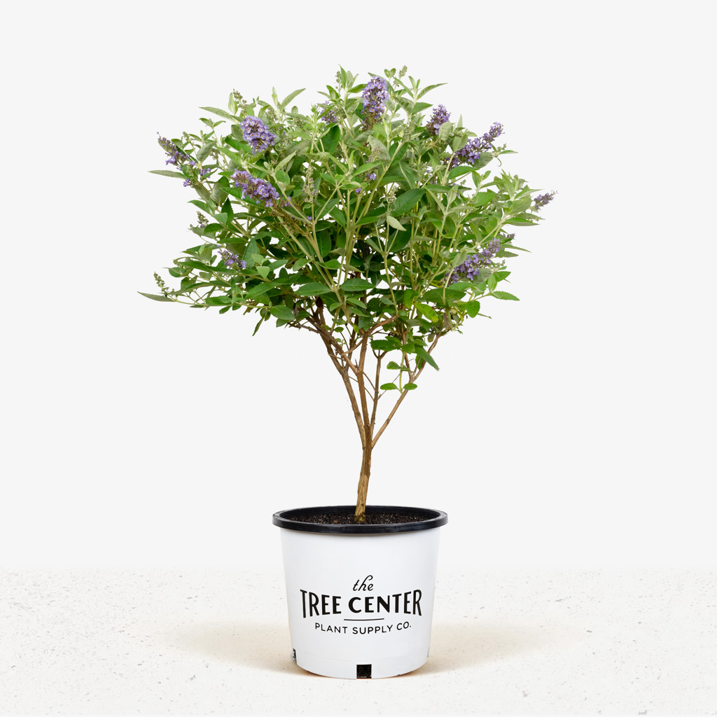 Flutterby Petite Blue Heaven Butterfly Bush | The Tree Center