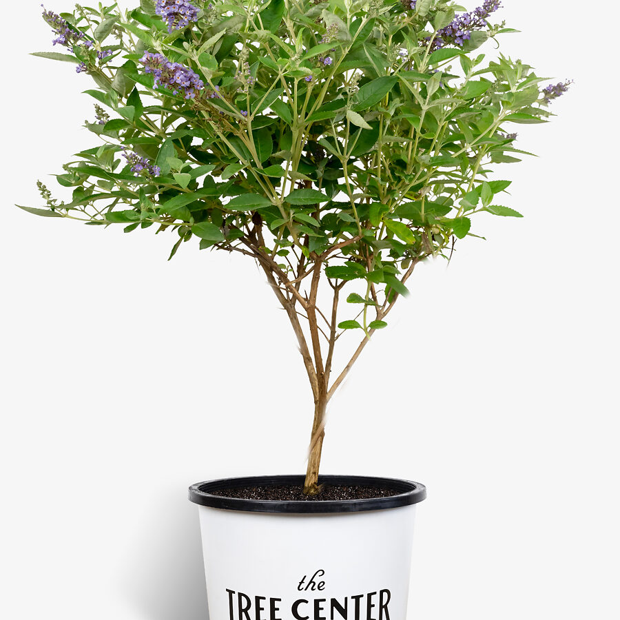 Flutterby Petite Blue Heaven Butterfly Bush | The Tree Center