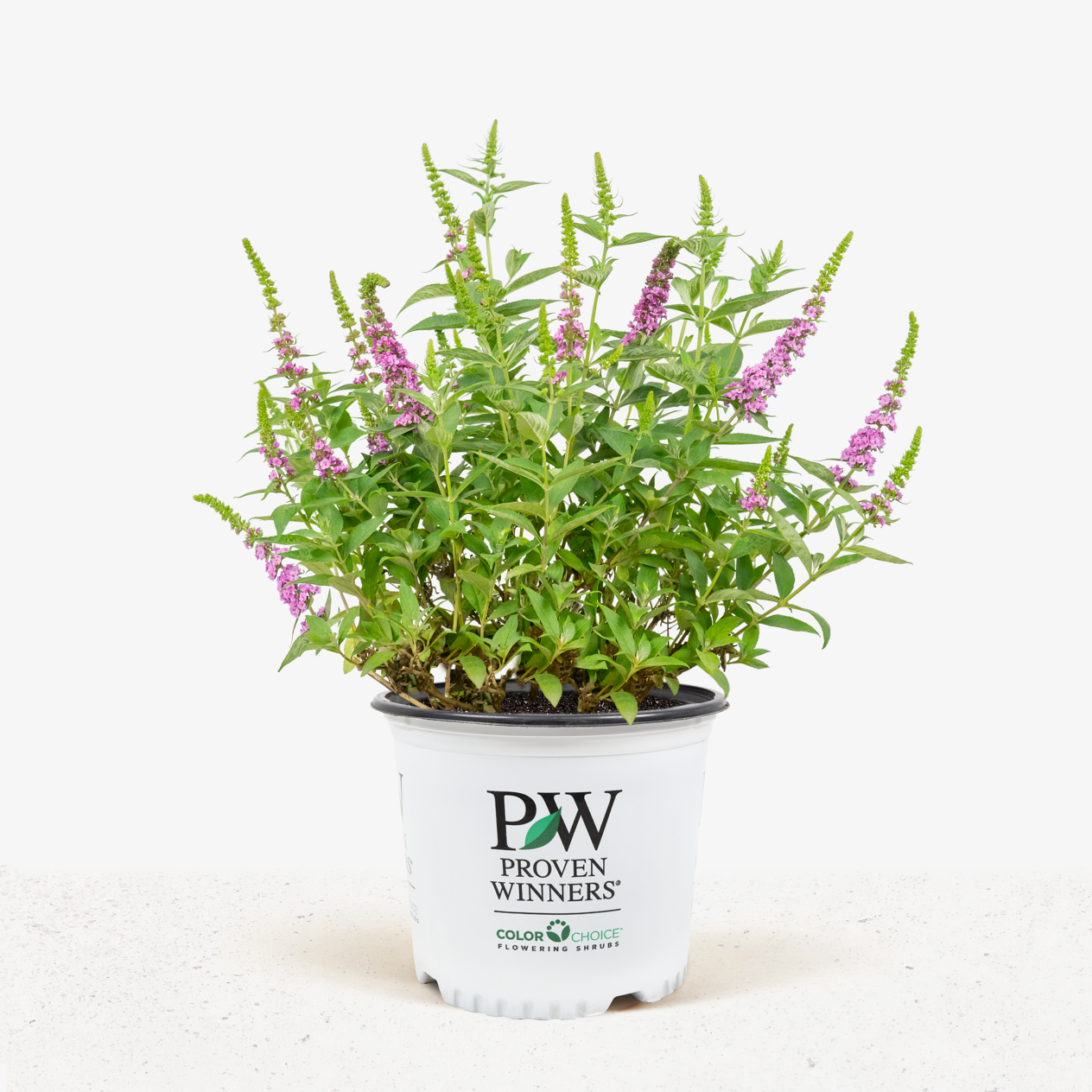 LO & BEHOLD® Pink Micro Chip Butterfly Bush | The Tree Center