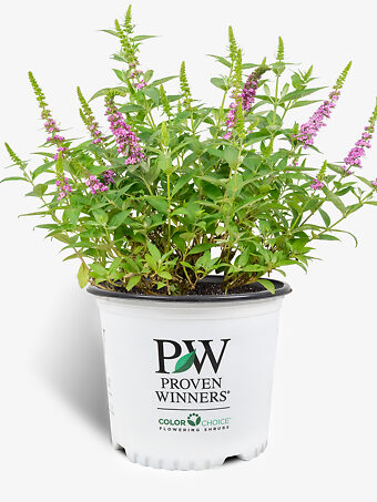 Lo & Behold® Pink Micro Chip Butterfly Bush