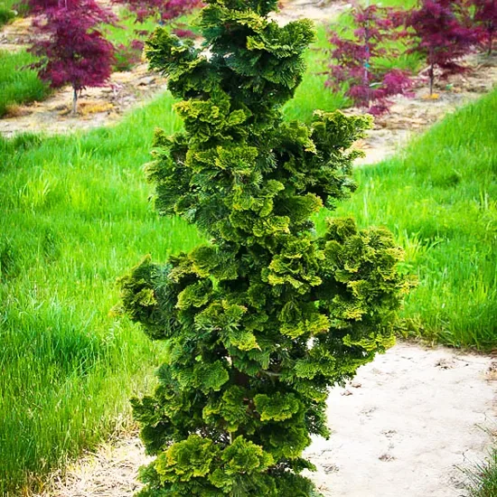 hinoki false cypress hedge
