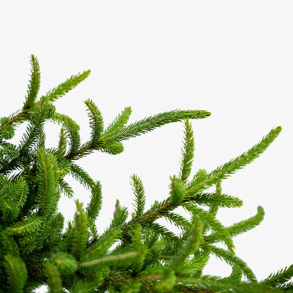 Black Hills Spruce Trees For Sale The Tree Center   Black Hills Spruce 5G 03 Copy 1024x1024 