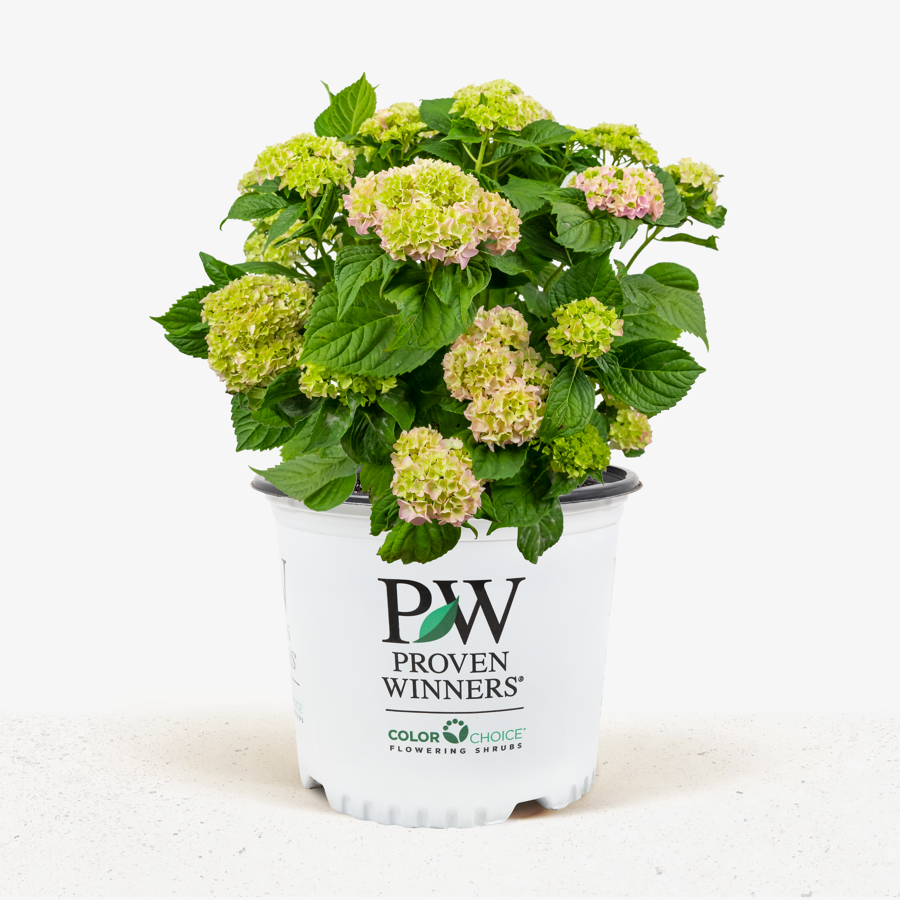 Penny Mac Hydrangea For Sale | The Tree Center