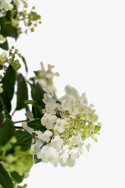 Little Quick Fire Hydrangea For Sale Online | The Tree Center