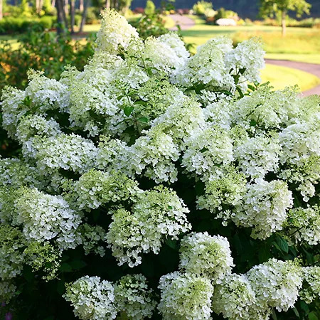 Bobo® Hardy Panicle Hydrangea For Sale | The Tree Center