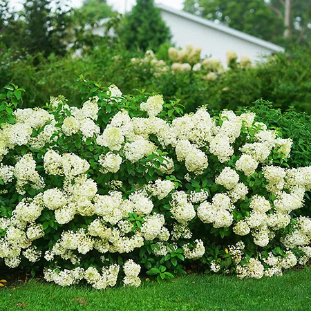 Bobo® Hardy Panicle Hydrangea For Sale | The Tree Center