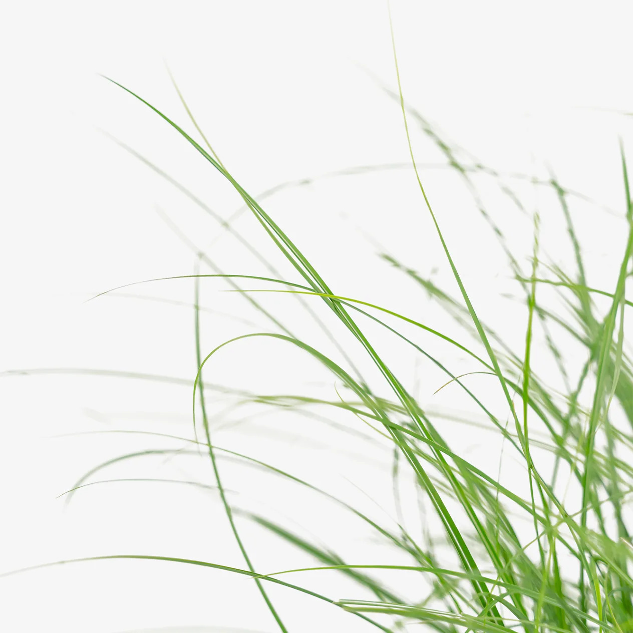 Adagio Maiden Grass For Sale Online | The Tree Center