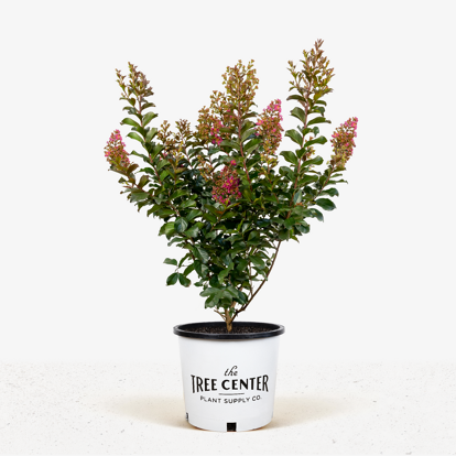 Plum Magic Crape Myrtle For Sale Online 