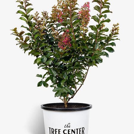 Plum Magic Crape Myrtle For Sale Online | The Tree Center