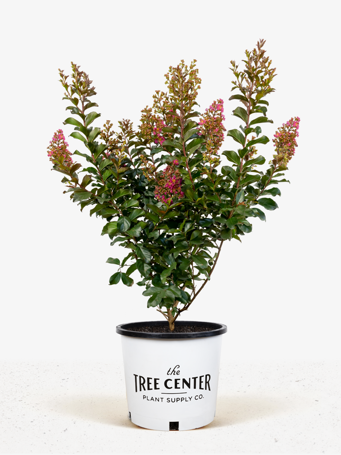 Crape Myrtle Trees For Sale Online | Crepe Myrtles | The Tree Center