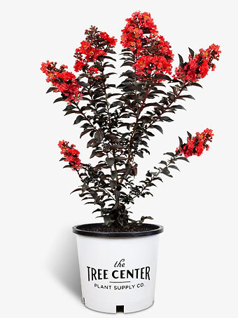 Purple Magic Crape Myrtle For Sale Online | The Tree Center