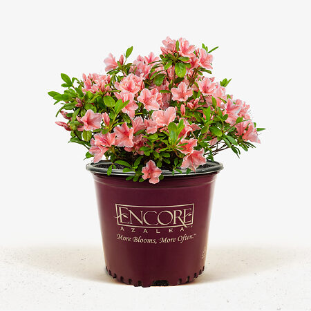 Autumn Sunburst Encore Azaleas For Sale | The Tree Center