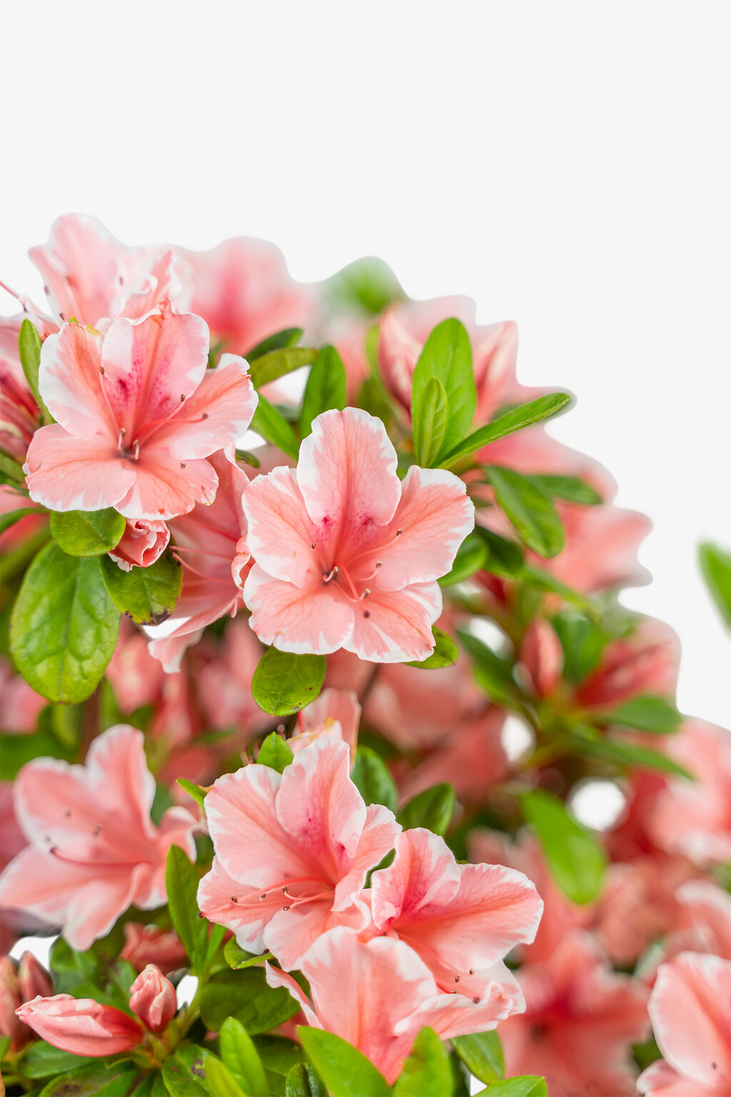 Autumn Sunburst Encore Azaleas For Sale | The Tree Center