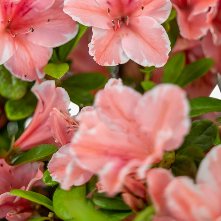 Autumn Sunburst Encore Azaleas For Sale | The Tree Center