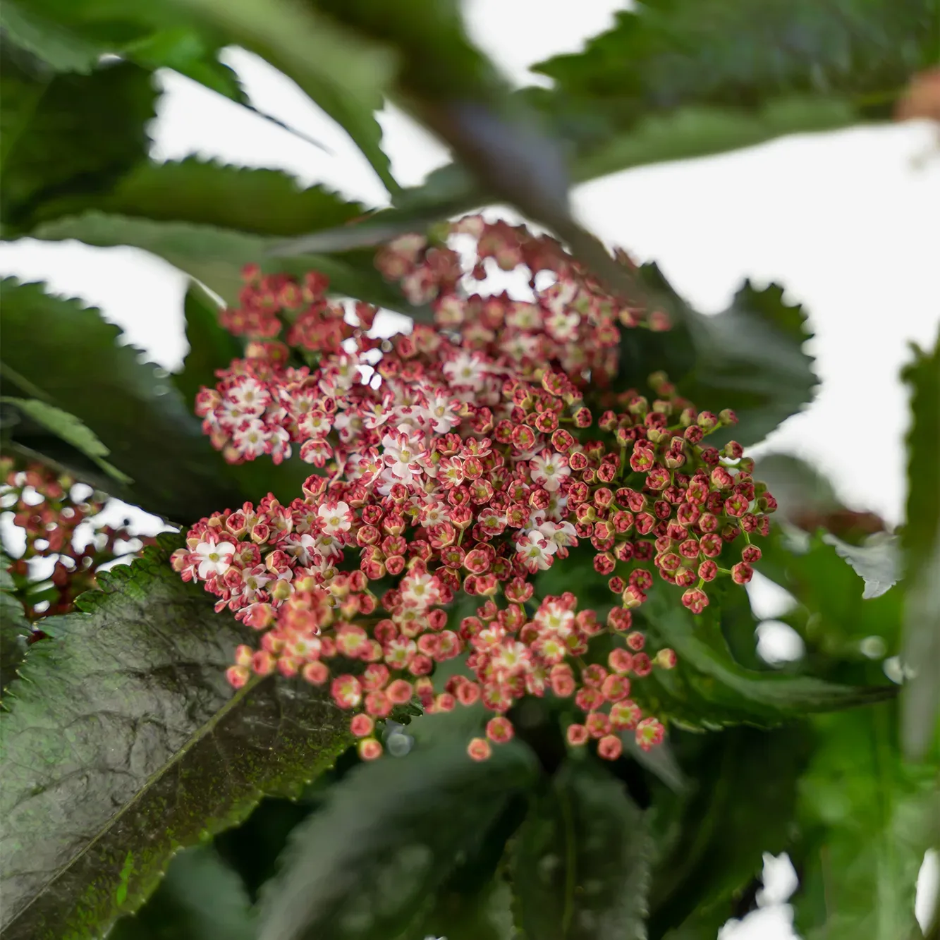 Image of Young black tower elderberry plant