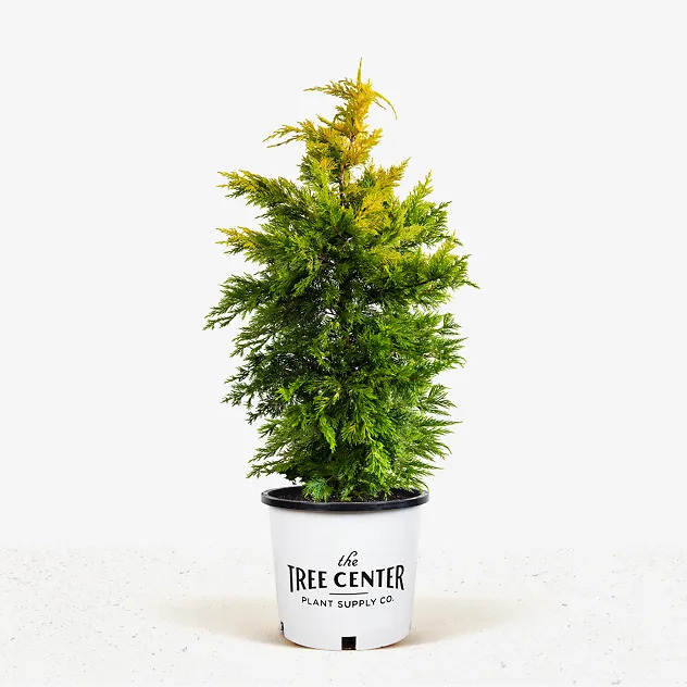 Gold Rider Leyland Cypress Trees For Sale | The Tree Center