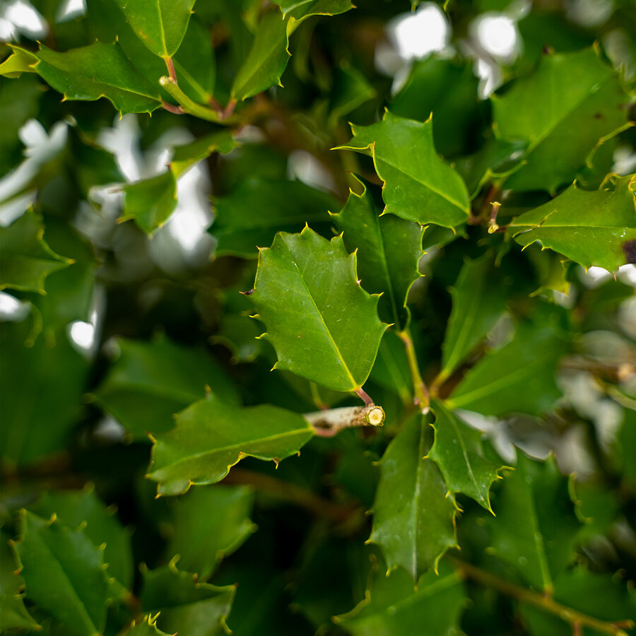 Greenleaf Holly Shrubs For Sale | The Tree Center