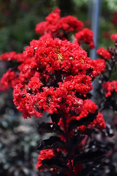 Buy Best Red Black Diamond Crape Myrtles Online | The Tree Center