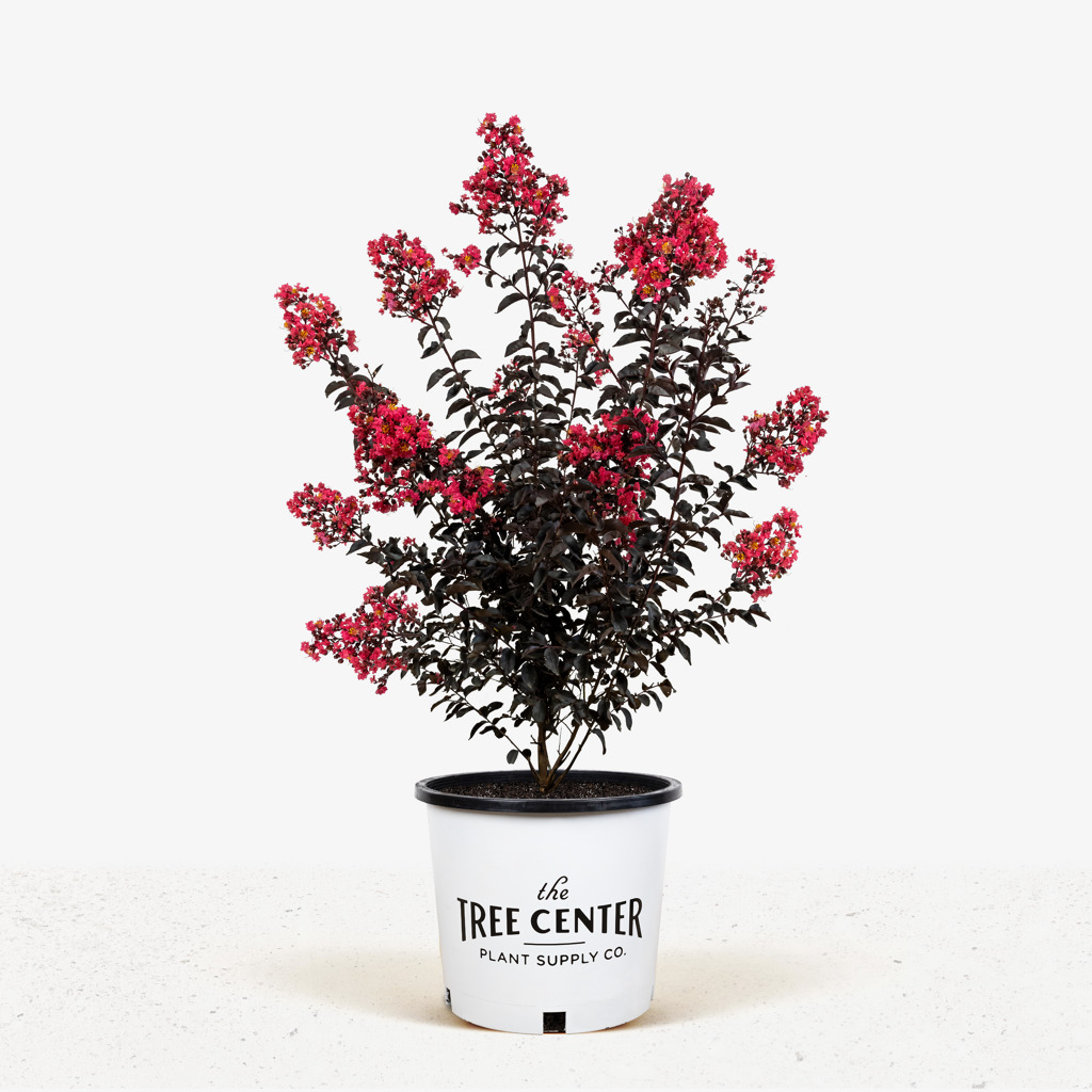 Midnight Magic Crape Myrtles For Sale | The Tree Center