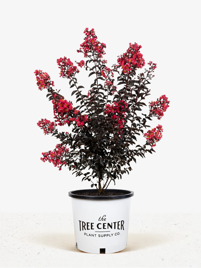 Crape Myrtle Trees For Sale Online | Crepe Myrtles | The Tree Center