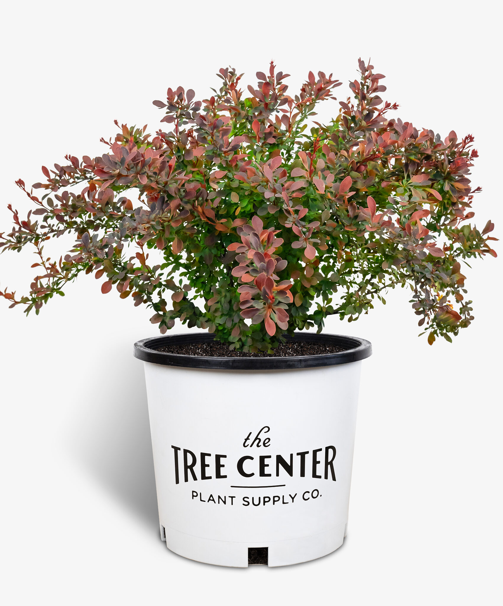 Royal Burgundy Barberry Shrubs For Sale | The Tree Center