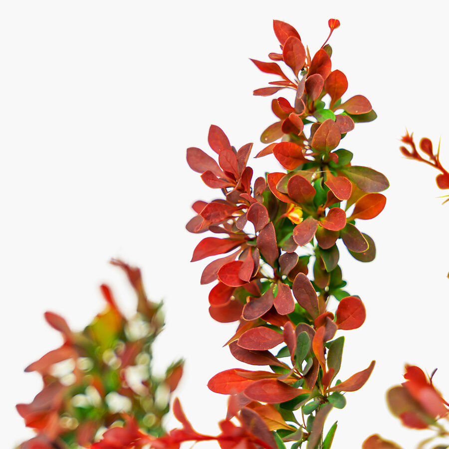 Royal Burgundy Barberry Shrubs For Sale The Tree Center