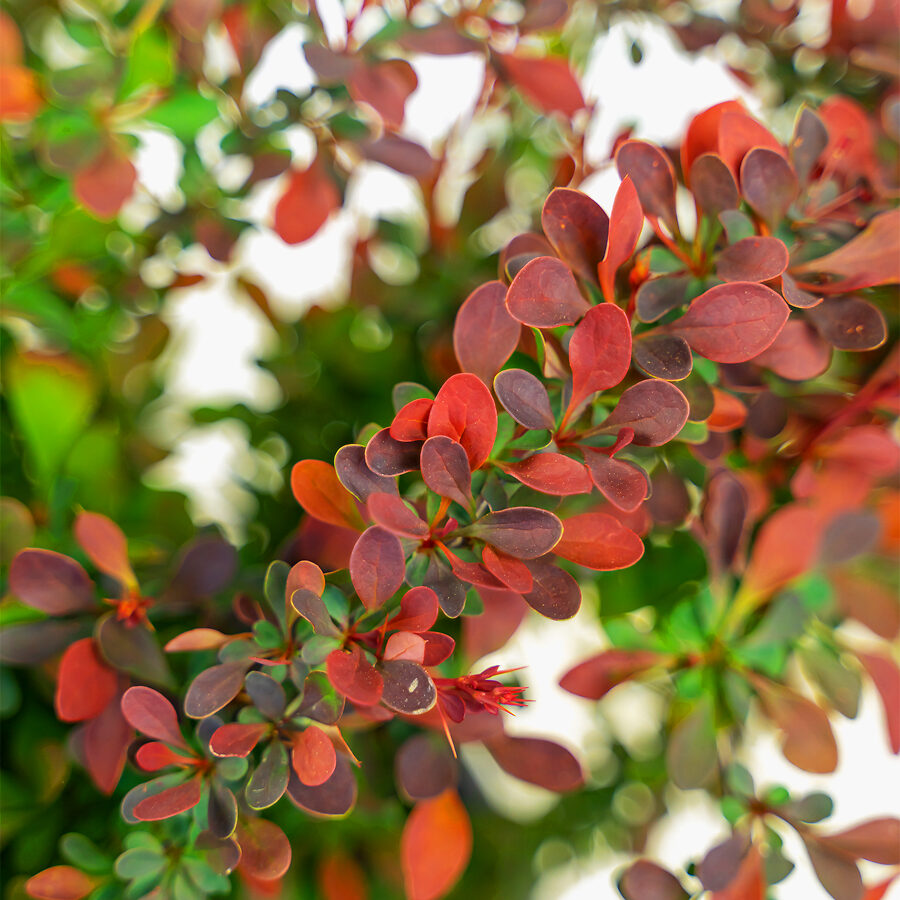 Royal Burgundy Barberry Shrubs For Sale The Tree Center