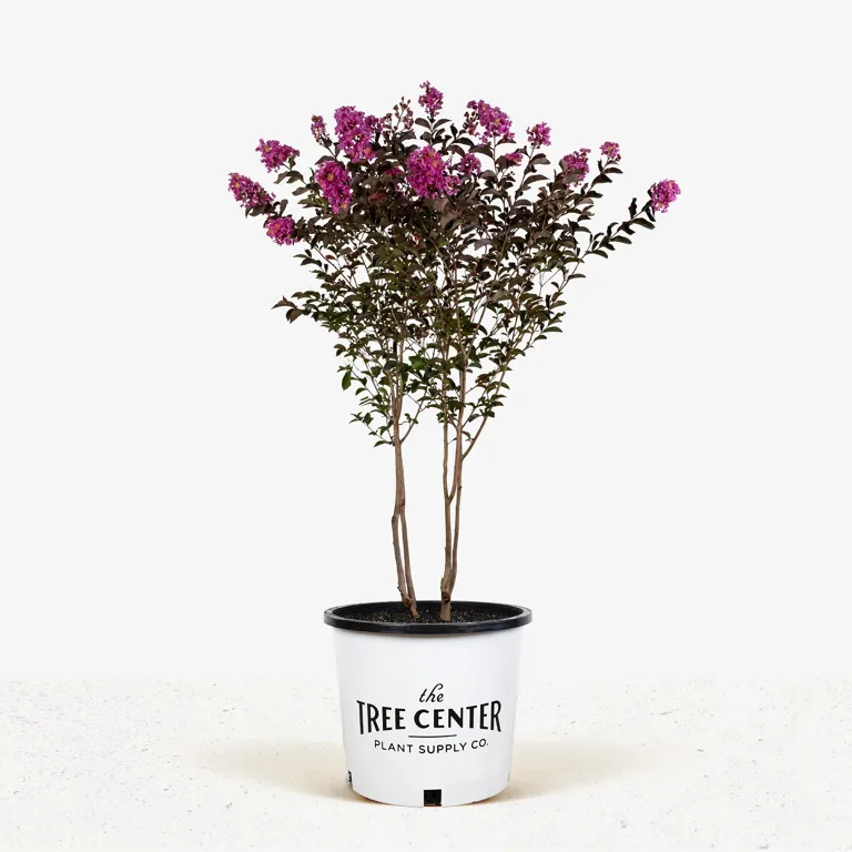 Shell Pink Black Diamond Crape Myrtles For Sale | The Tree Center