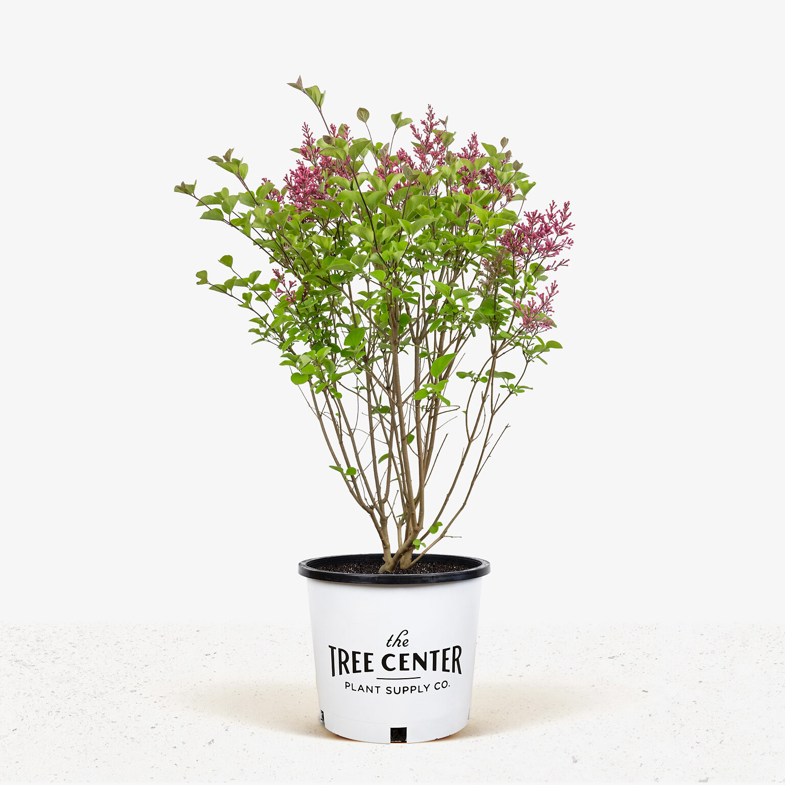 Tinkerbelle Lilac Bushes For Sale | The Tree Center