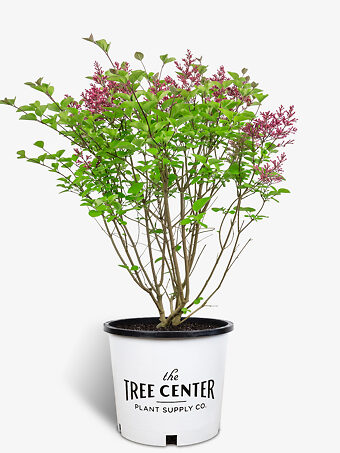 Yankee Doodle Lilacs For Sale Online The Tree Center