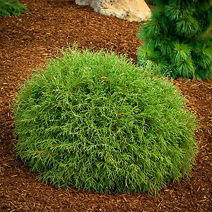 Mr. Bowling Ball Arborvitae Shrubs For Sale | The Tree Center