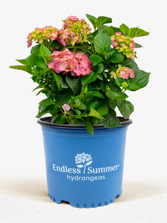 Buy Hydrangeas 