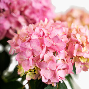 Bloomstruck Hydrangeas For Sale Online | The Tree Center