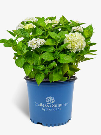 Buy Hydrangeas | Hydrangeas For Sale Online | The Tree Center