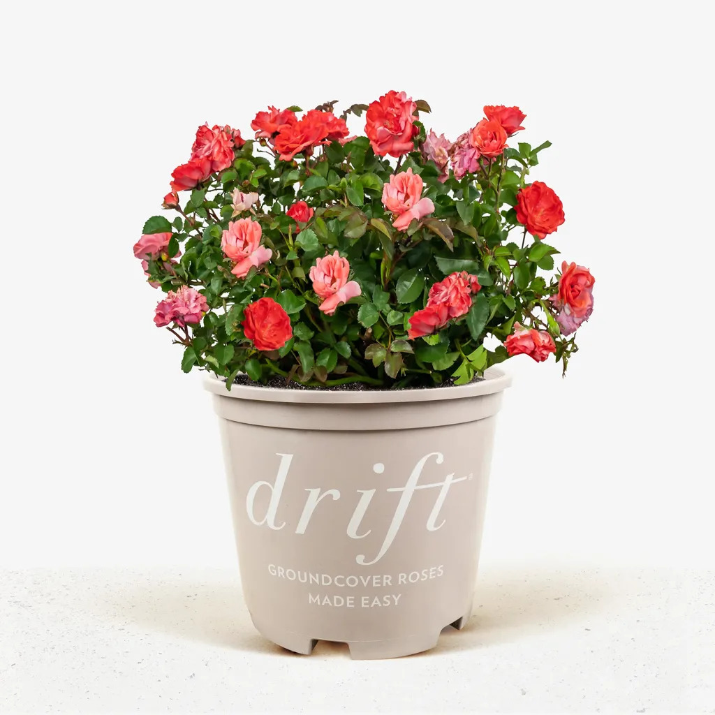 Coral Drift® Rose Bushes For Sale | The Tree Center