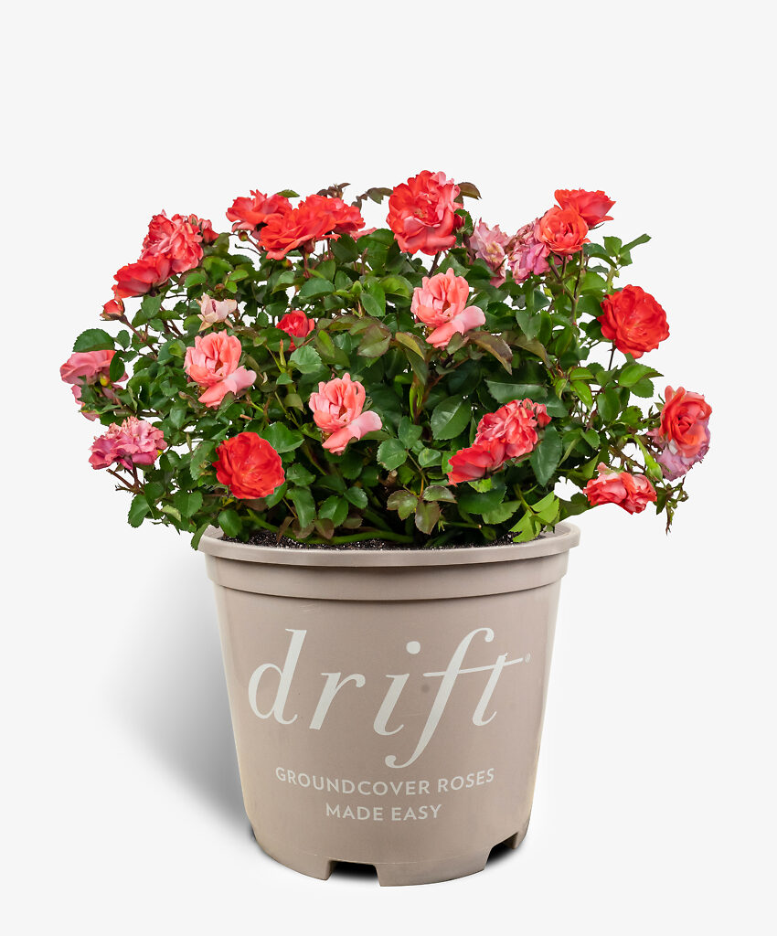 Coral Drift® Rose Bushes For Sale | The Tree Center