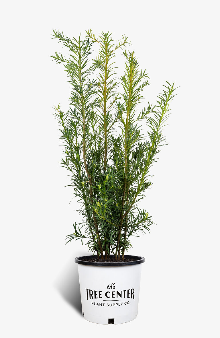 Maki Podocarpus Bushes For Sale | The Tree Center