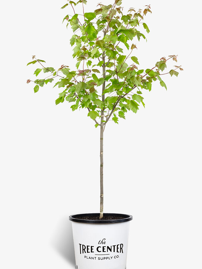 Buy Maple Trees Maple Trees For Sale The Tree Center