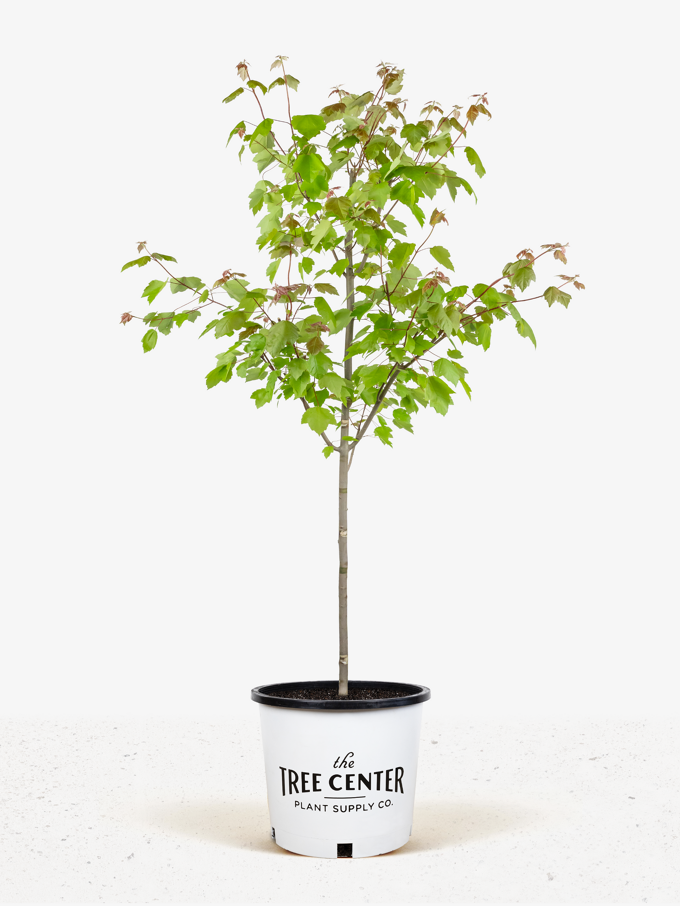 Autumn Blaze Maple Tree | Autumn Blaze Maple