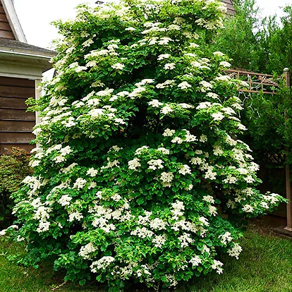 Climbing Hydrangeas For Sale Online | The Tree Center