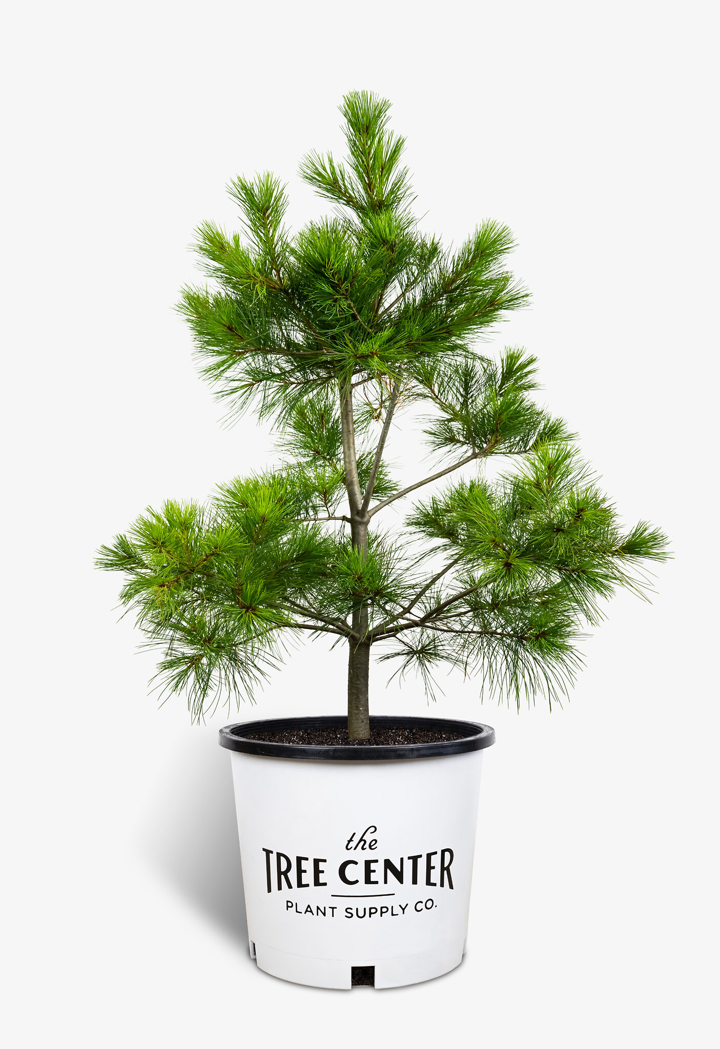 White Pines For Sale