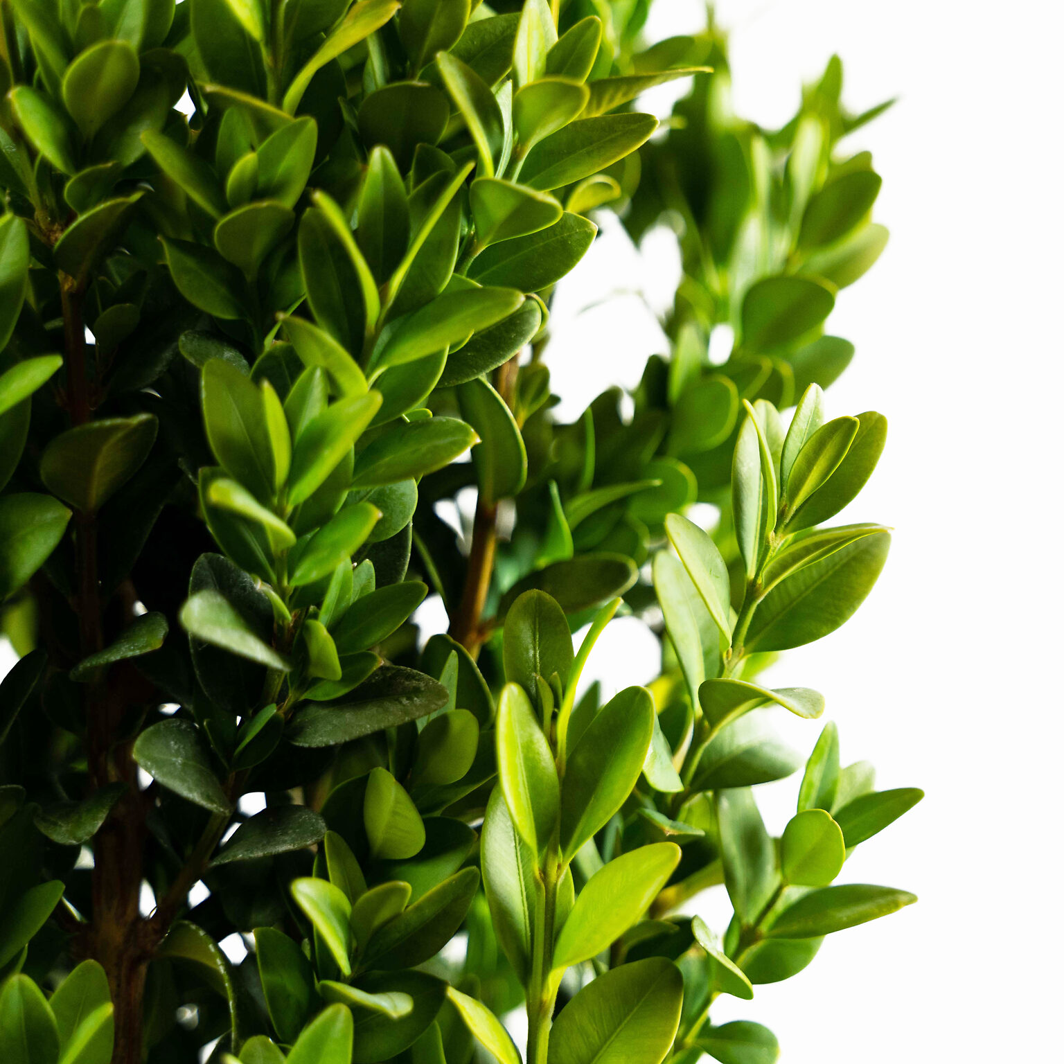 Graham Blandy English Boxwood: A Timeless Classic