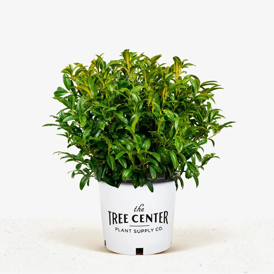 Chestnut Hill Cherry Laurel For Sale Online | The Tree Center