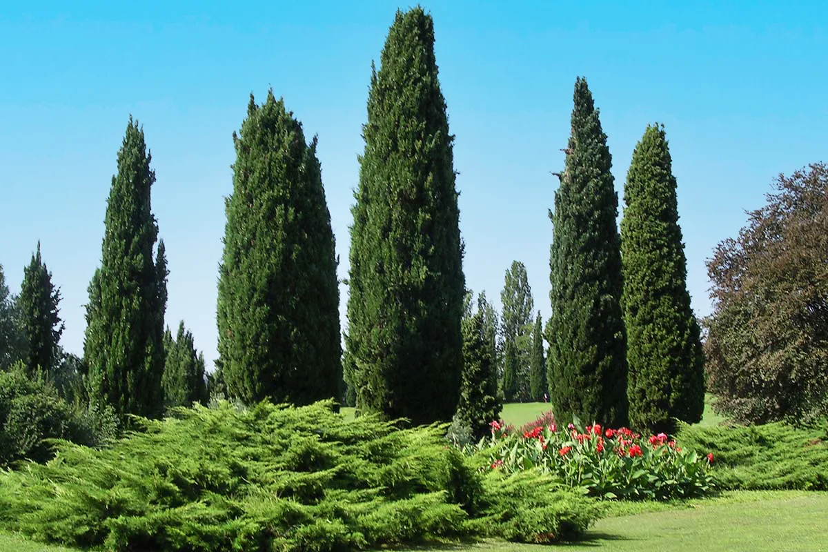 Understanding the Cypress Trees