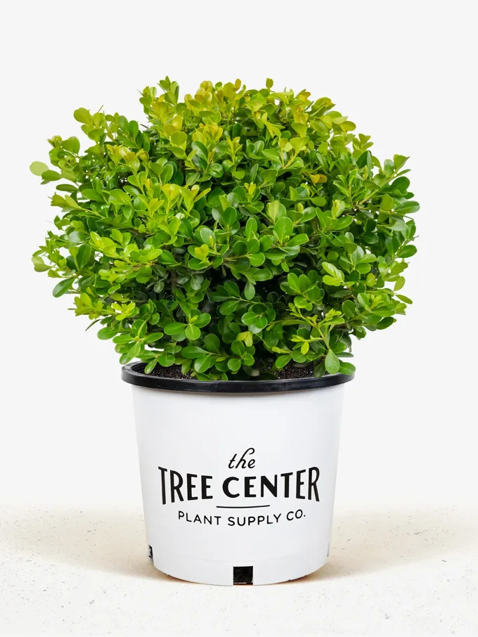 Boxwood Shrubs For Sale Online | The Tree Center