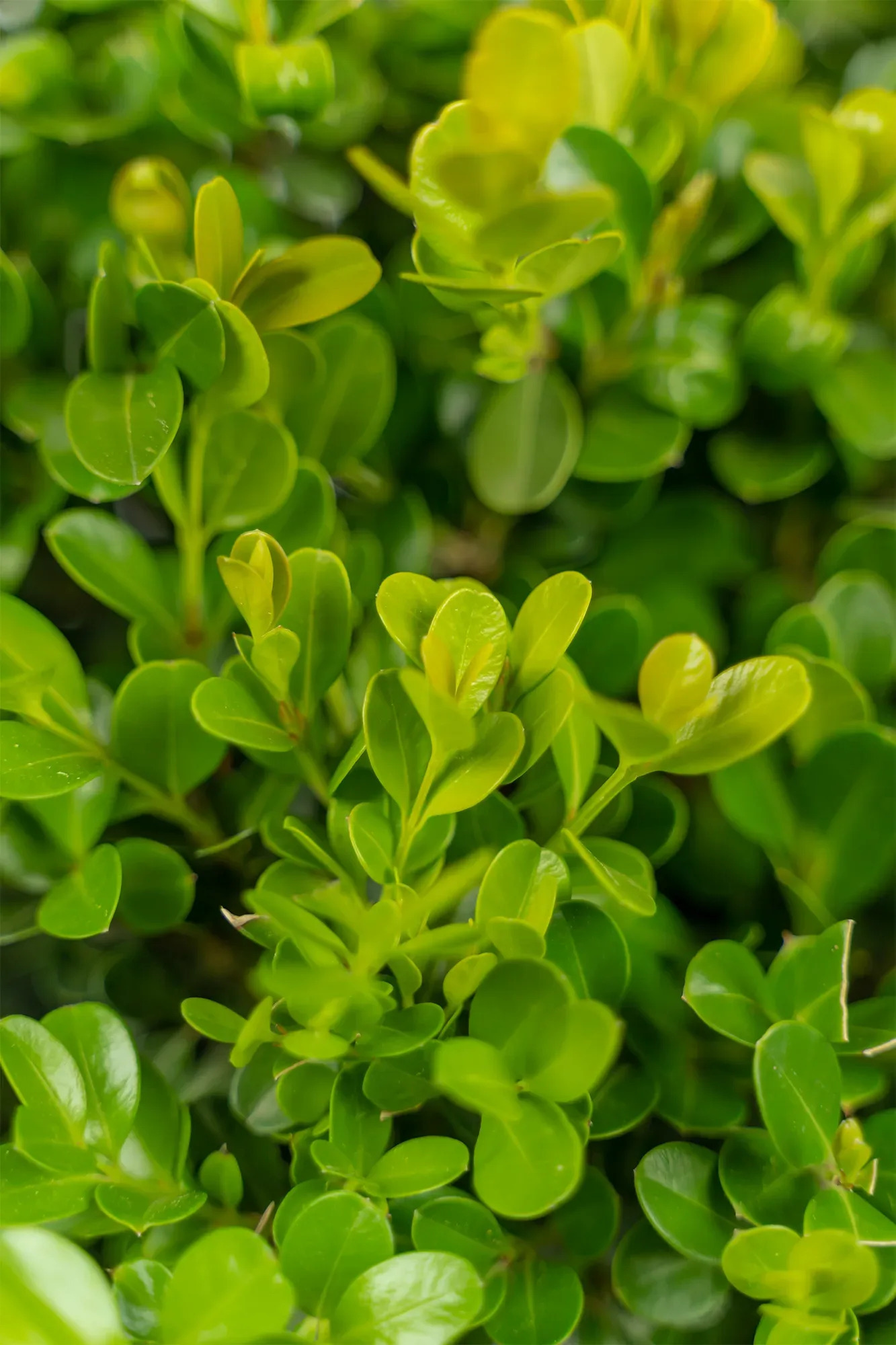 Japanese Littleleaf Boxwood Shrubs For Sale | The Tree Center