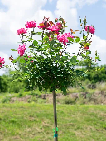 Pink Double Knock Out® Rose - Tree Form
